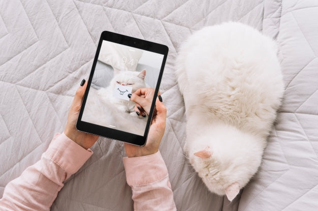 Free Cat And Tablet Mockup On Couch Psd