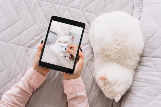 Free Cat And Tablet Mockup On Couch Psd